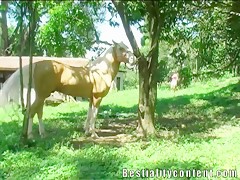 Pareja tienen sexo con el caballo
