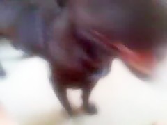 dog lick webcam