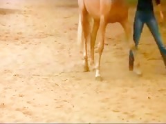 Dog suckers sex 34