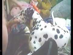 Bony en el dia del perro zooskool