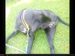 ArkAfterDark Dog Screw 2