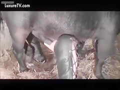 Sissi with the horse