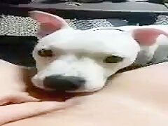 Friend's wife licked by dog