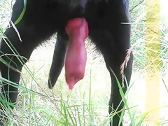super cock